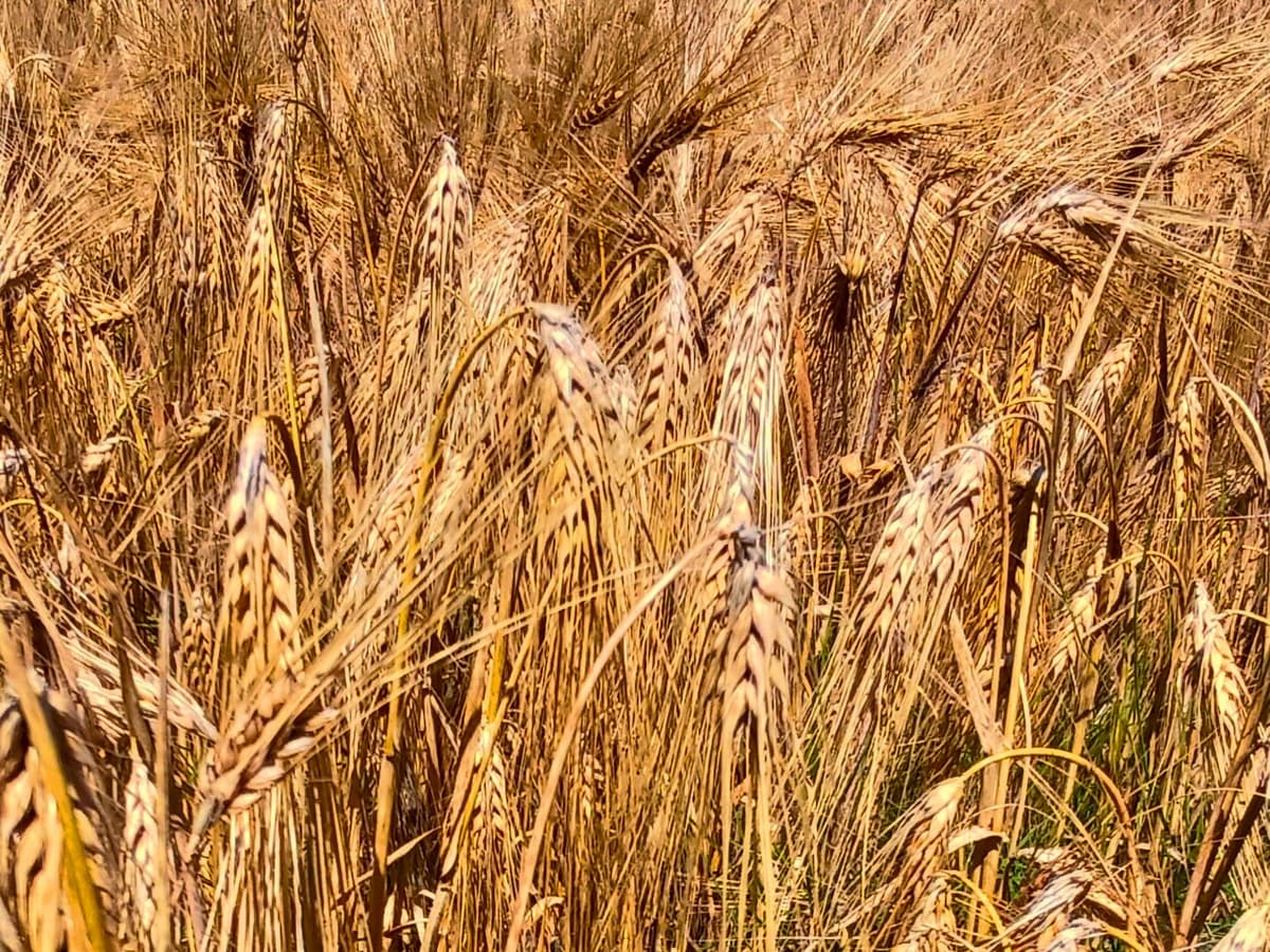 12x12 Ausflüge in Bewegung: Museum zwischen Pflug und Korn, Muri
